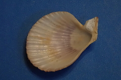 Caribachlamys sentis