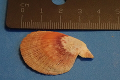 Caribachlamys sentis