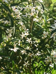 Philotheca myoporoides
