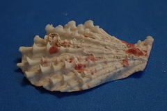 Caribachlamys pellucens