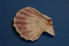 Caribachlamys pellucens