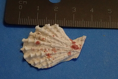 Caribachlamys pellucens