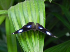 Hypolimnas bolina bolina