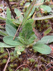 Pilosella aurantiaca