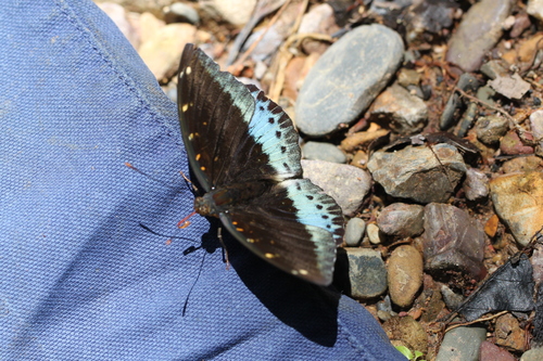 Common Archduke photo 6
