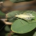 Riley's Tree Cricket - Photo (c) James Bailey, some rights reserved (CC BY-NC), uploaded by James Bailey