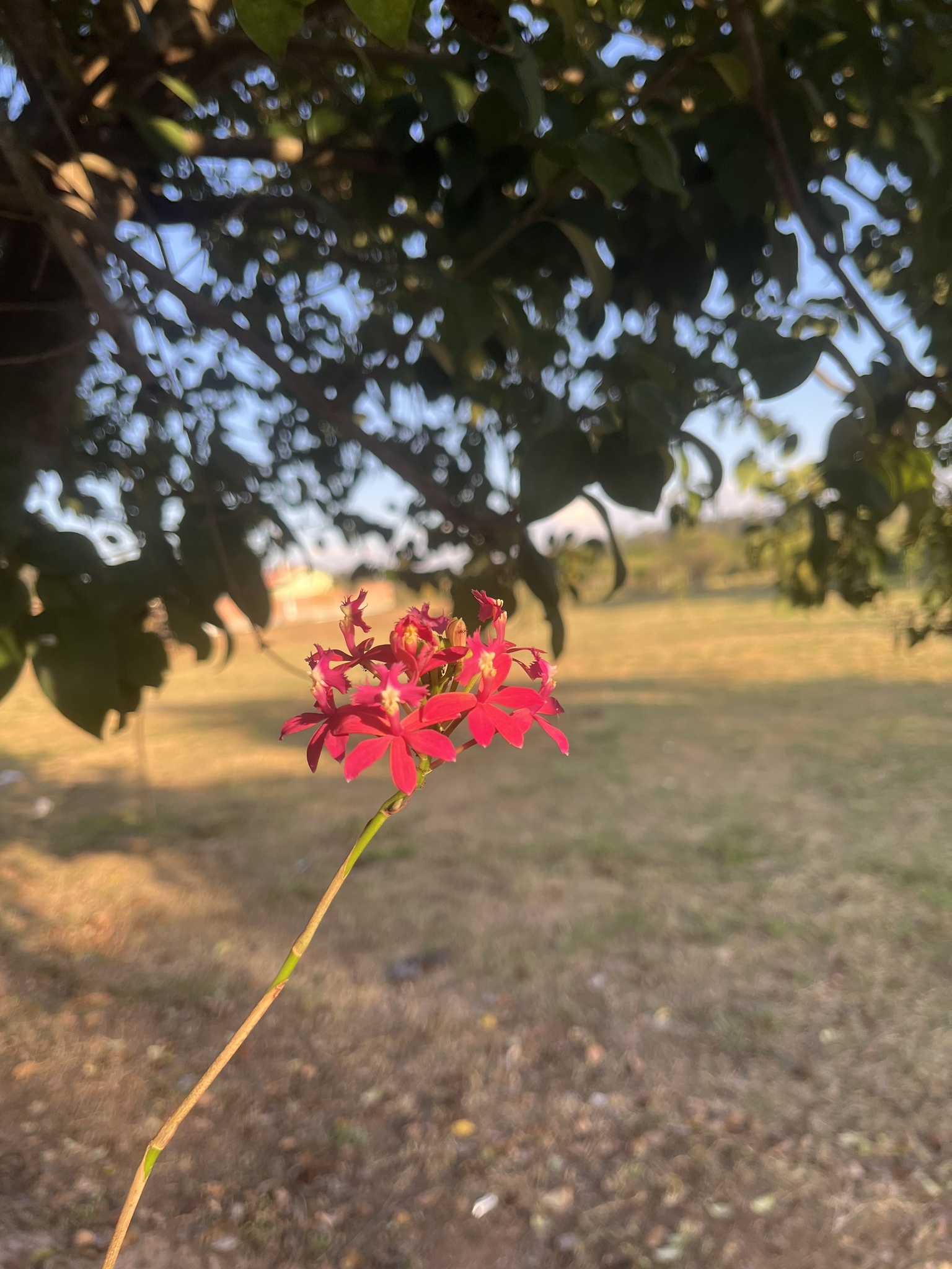 Epidendrum fulgens