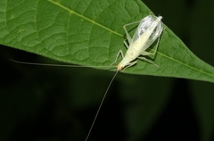 Oecanthus rileyi