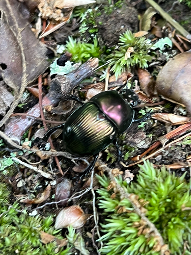 Splendid Earth-boring Beetle