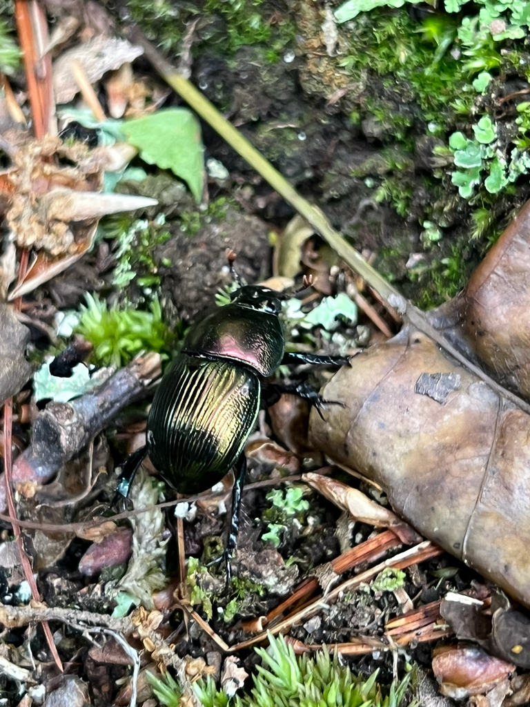 Splendid Earth-boring Beetle