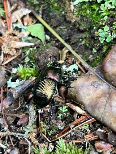 Splendid Earth-boring Beetle