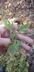 Phacelia hydrophylloides