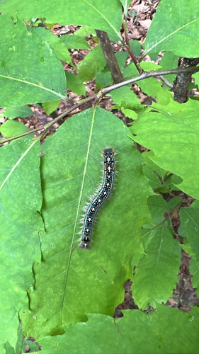 Forest Tent Caterpillar Moth