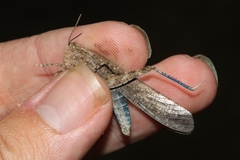 Circotettix undulatus