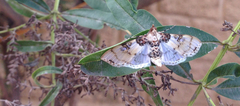 Azochis rufidiscalis