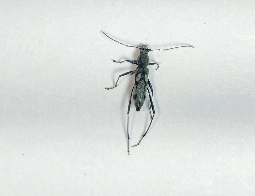 Demonax dimidiatus