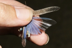 Circotettix undulatus