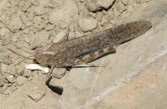 Circotettix undulatus