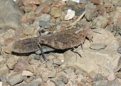 Circotettix undulatus