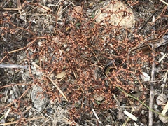 Chorizanthe parryi parryi