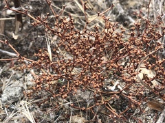 Chorizanthe parryi parryi