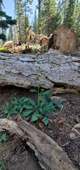 Phacelia mutabilis