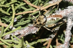 Aglaothorax ovata armiger