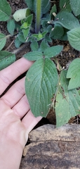 Phacelia mutabilis