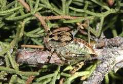 Aglaothorax ovata armiger