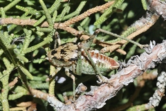 Aglaothorax ovata armiger