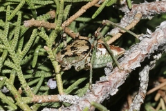 Aglaothorax ovata armiger