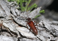 Centrodera nevadica