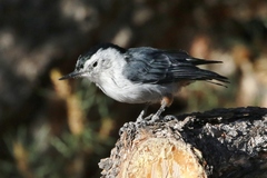 Sitta carolinensis tenuissima