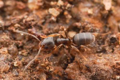 诈臭蚁属Doleromyrma
