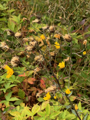 Hieracium umbellatum umbellatum