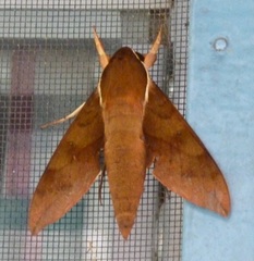 Gnathothlibus erotus