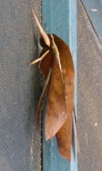 Gnathothlibus erotus