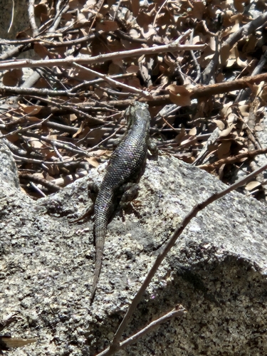 iNaturalist observation photo of Western Fence Lizard
