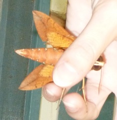 Gnathothlibus erotus