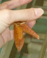 Gnathothlibus erotus