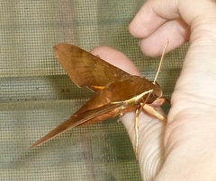 Gnathothlibus erotus