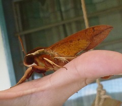 Gnathothlibus erotus