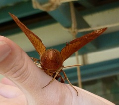 Gnathothlibus erotus