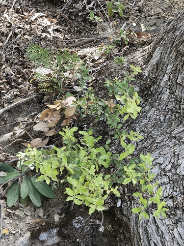 iNaturalist observation photo of California Mountain Kingsnake
