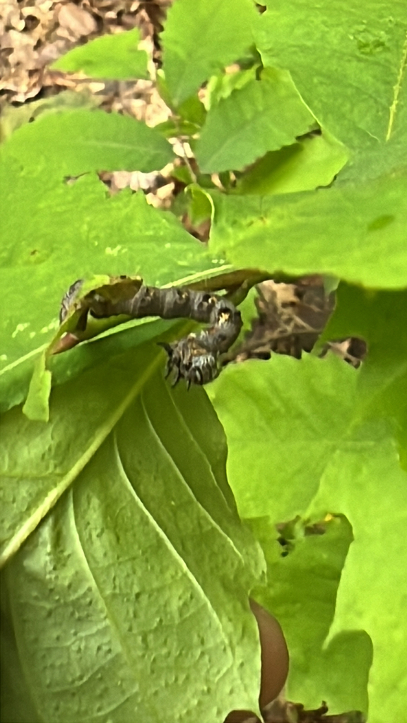 Half-wing Moth