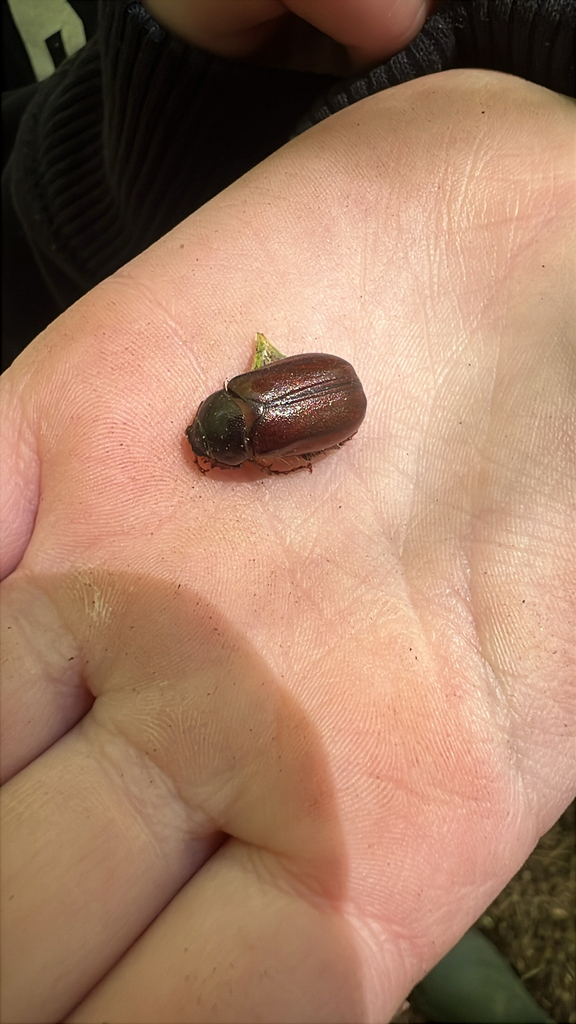 Forest-ogre June Beetle