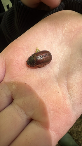 Forest-ogre June Beetle