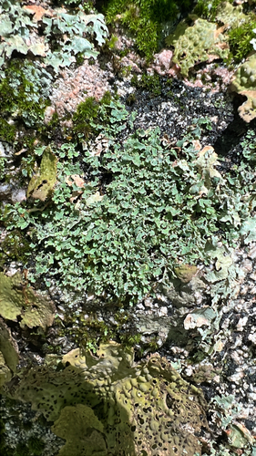 pixie cup and reindeer lichens
