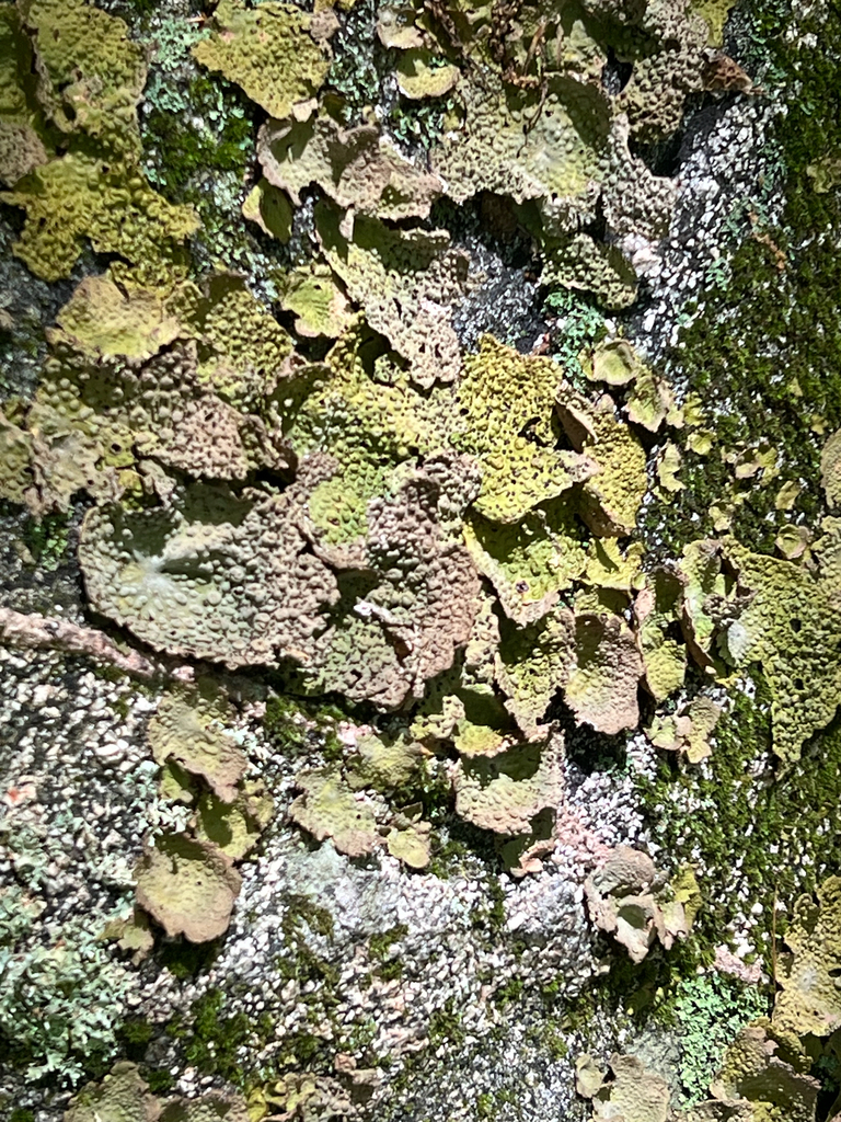 Common Toadskin Lichen