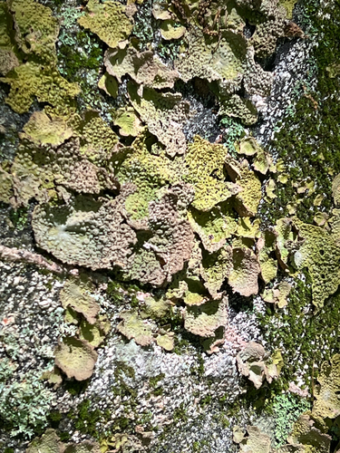 Common Toadskin Lichen